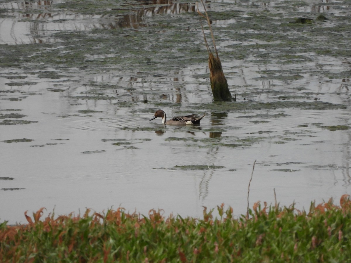 Northern Pintail - ML639294570