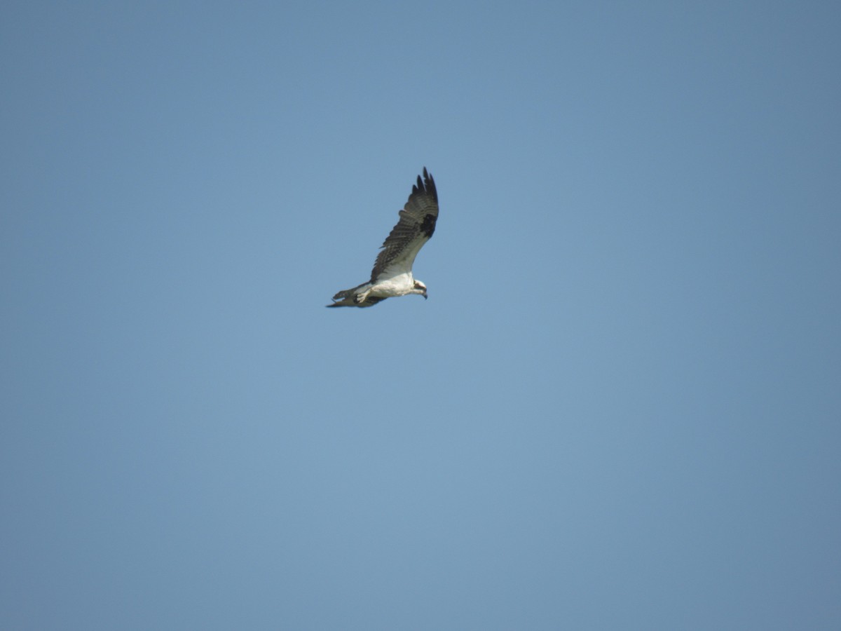 Osprey - ML639294602