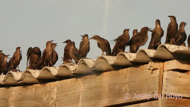 Spotless Starling - ML639294618