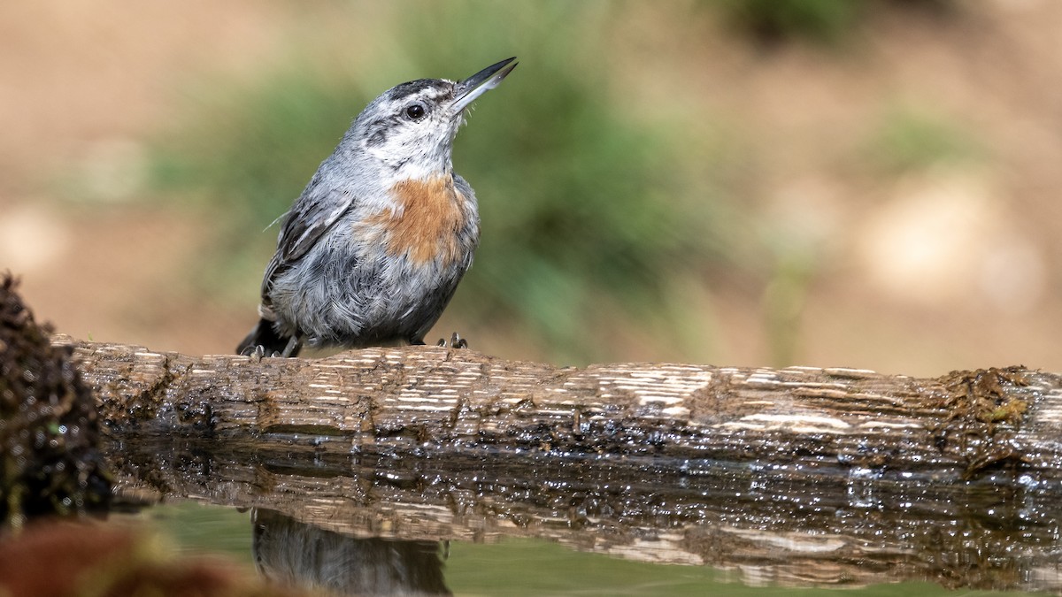 Krüper's Nuthatch - ML639294635
