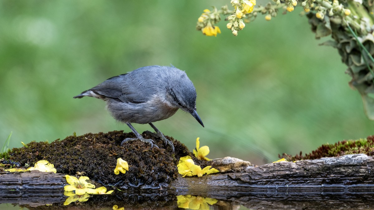 Krüper's Nuthatch - ML639294636