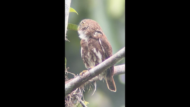Ferruginous Pygmy-Owl - ML639294736