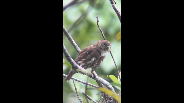 Ferruginous Pygmy-Owl - ML639294747