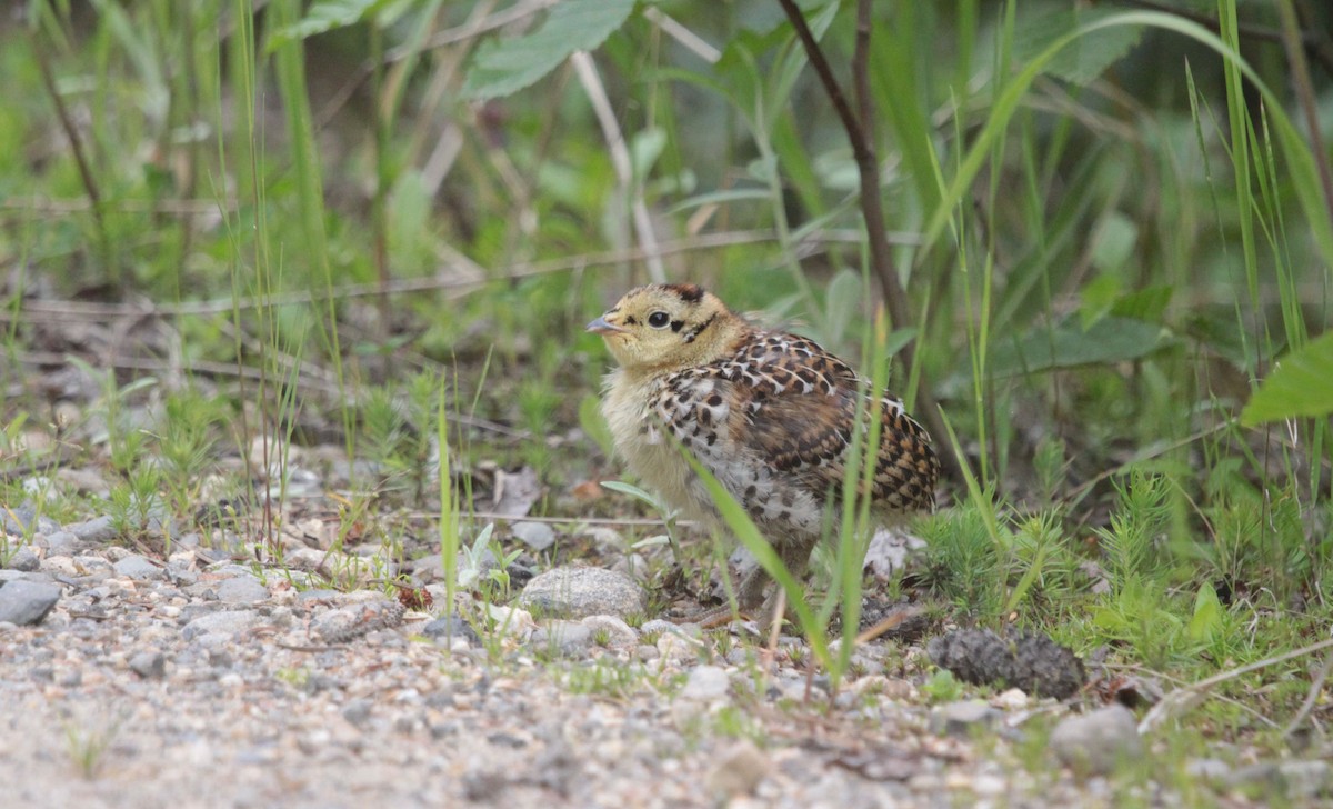 tetřívek kanadský - ML639294754