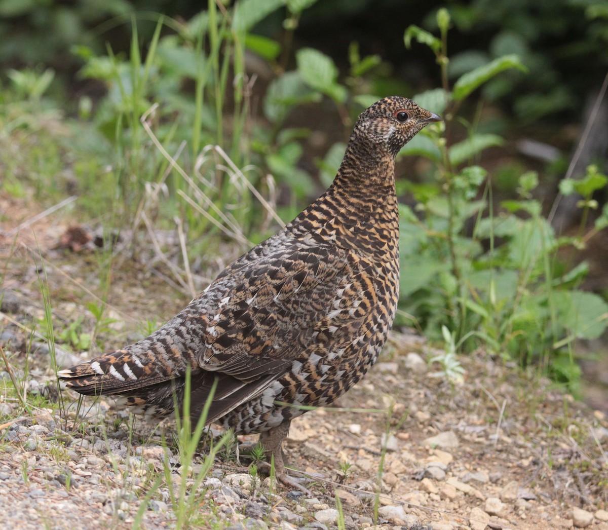 tetřívek kanadský - ML639294755