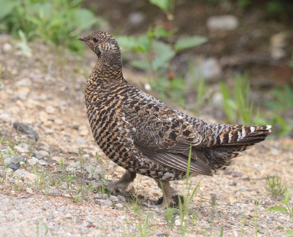 tetřívek kanadský - ML639294756