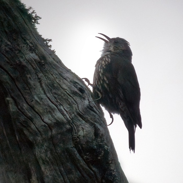 White-throated Treecreeper - ML639294780