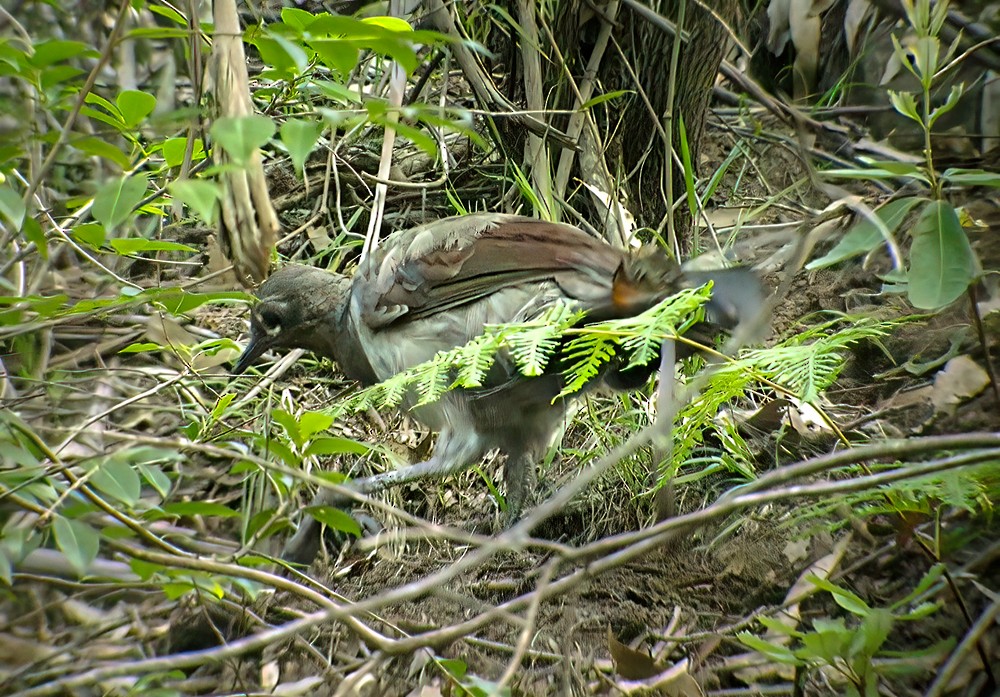 Superb Lyrebird - ML639294785