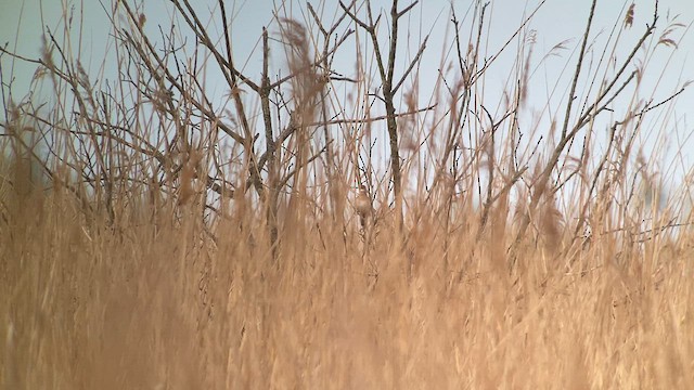 Savi's Warbler - ML639294873