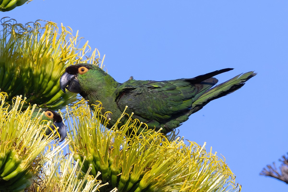Maroon-fronted Parrot - ML639294909