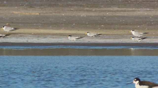 Txenadatxo amazoniarra - ML639294953