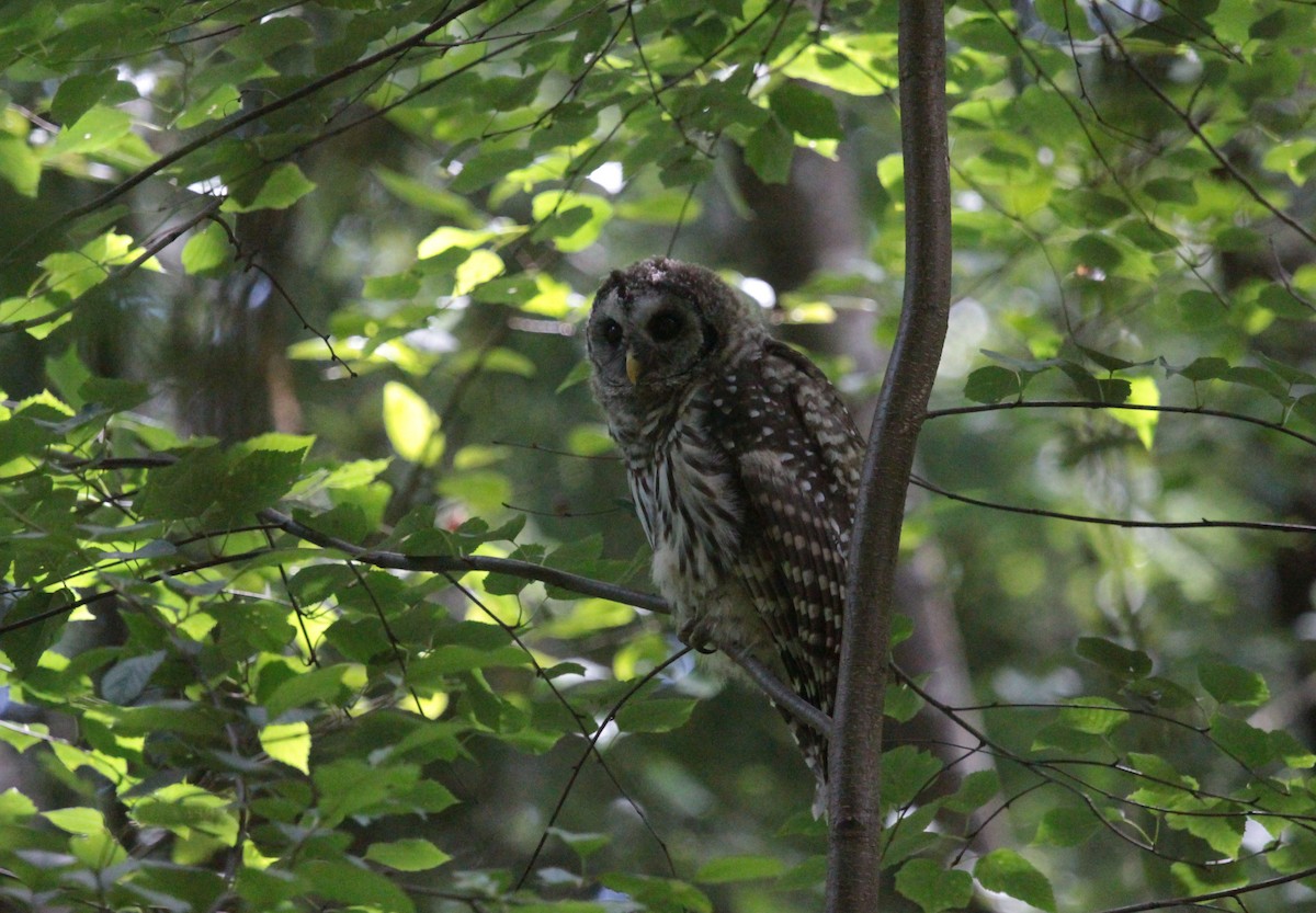 puštík proužkovaný - ML639294989