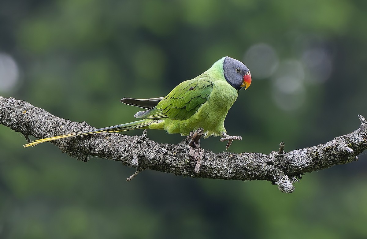 Slaty-headed Parakeet - ML639295007