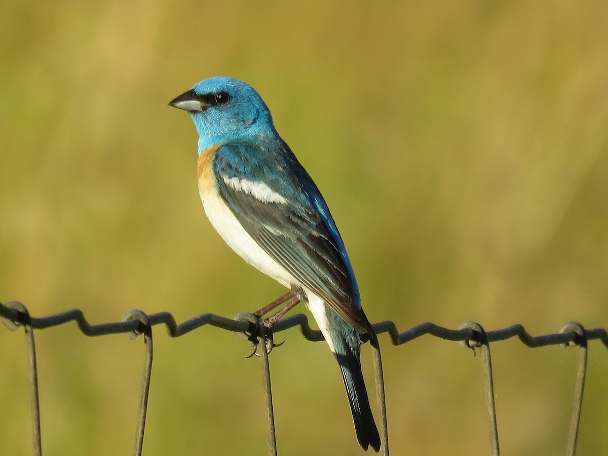 Lazuli Bunting - ML63929501