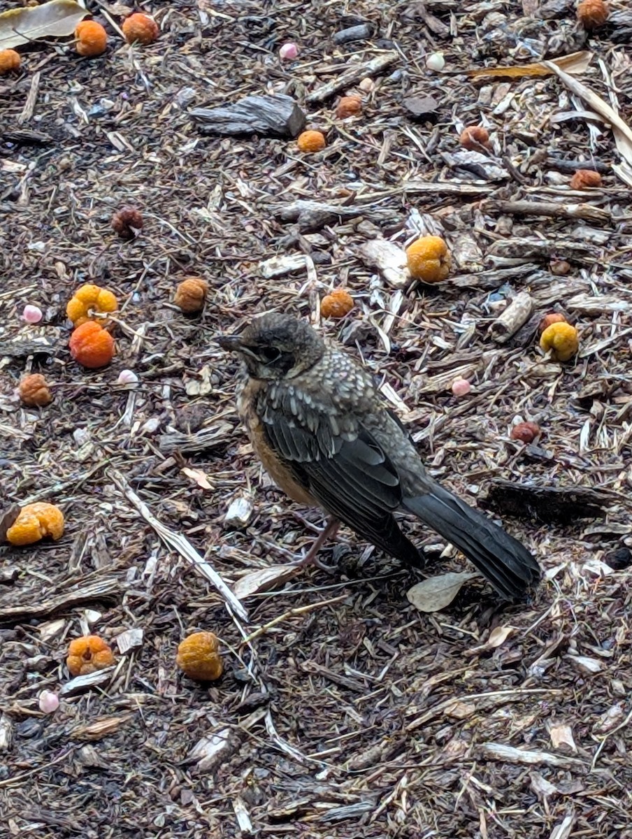 Zozo papargorria - ML639295053