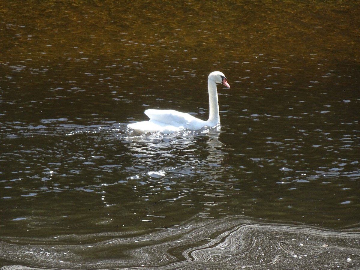 Cisne Vulgar - ML639295222