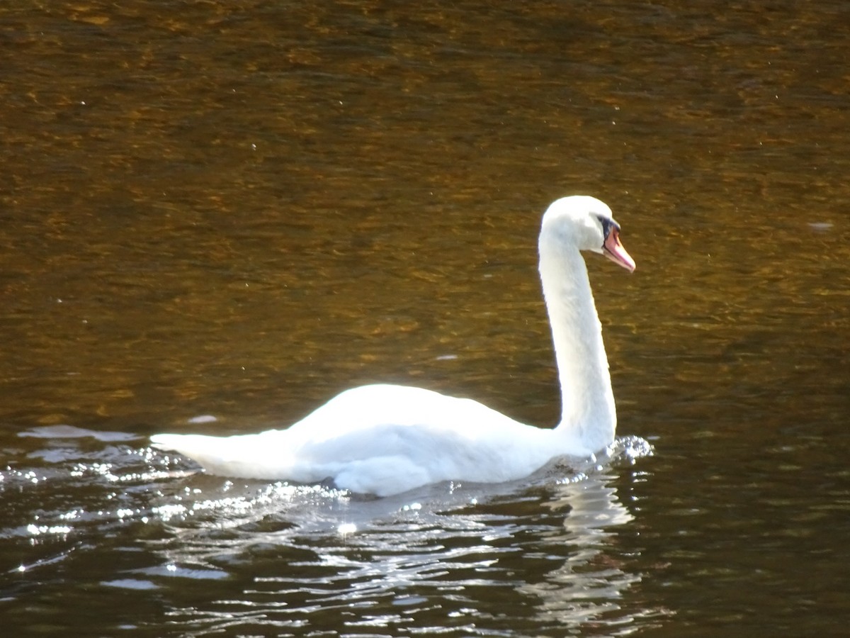 Cisne Vulgar - ML639295223