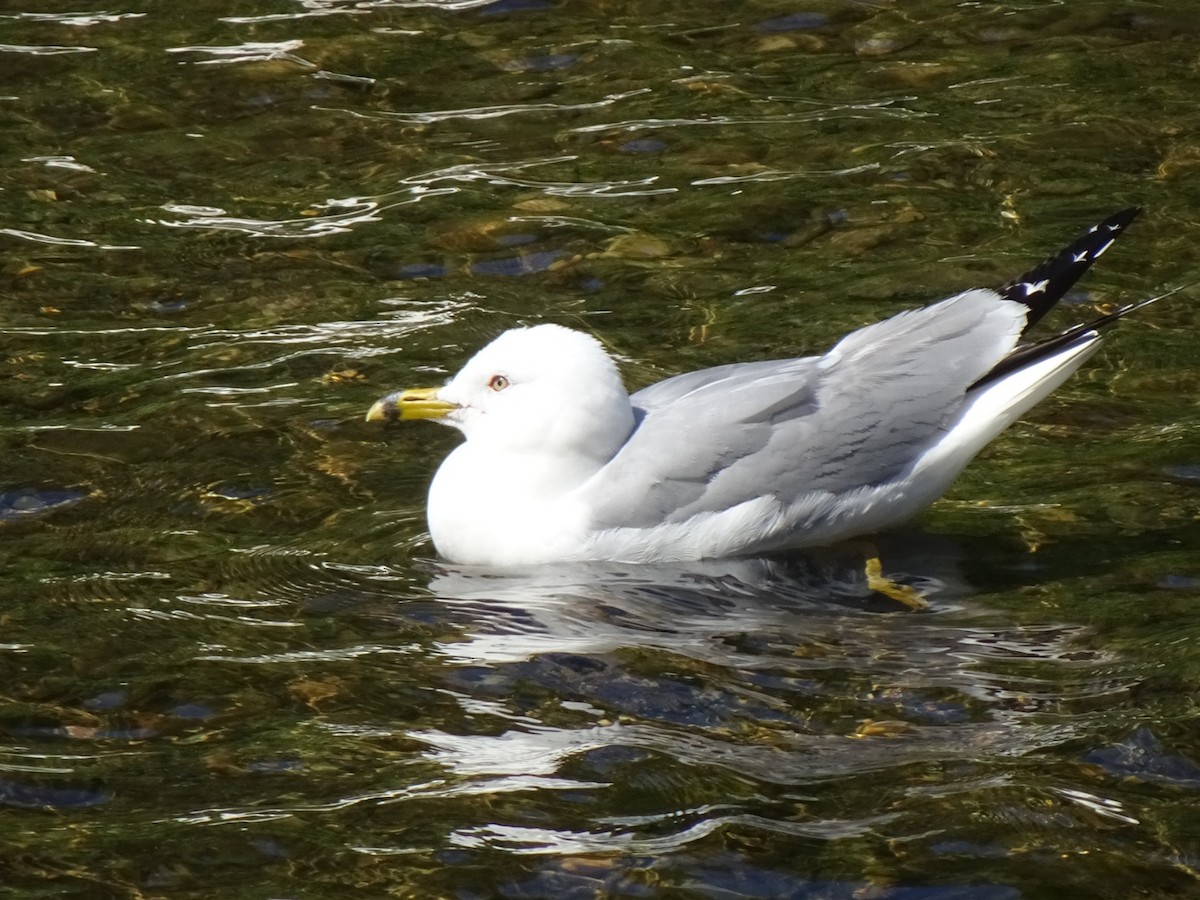 Gaviota de Delaware - ML639295231