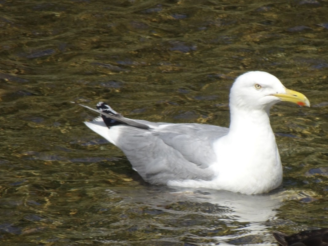 Gaviota Argéntea Americana - ML639295242