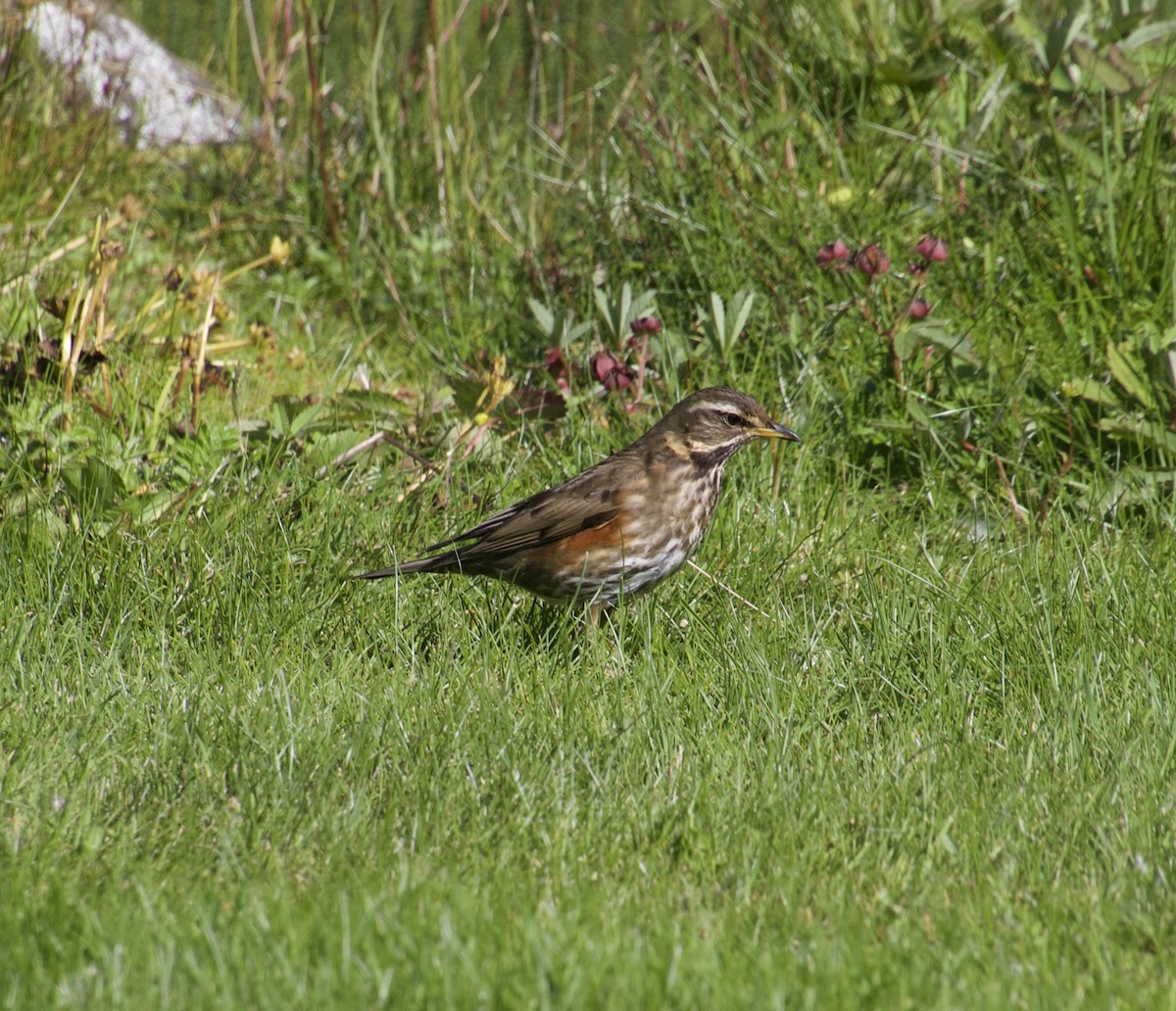 Redwing - ML639295274