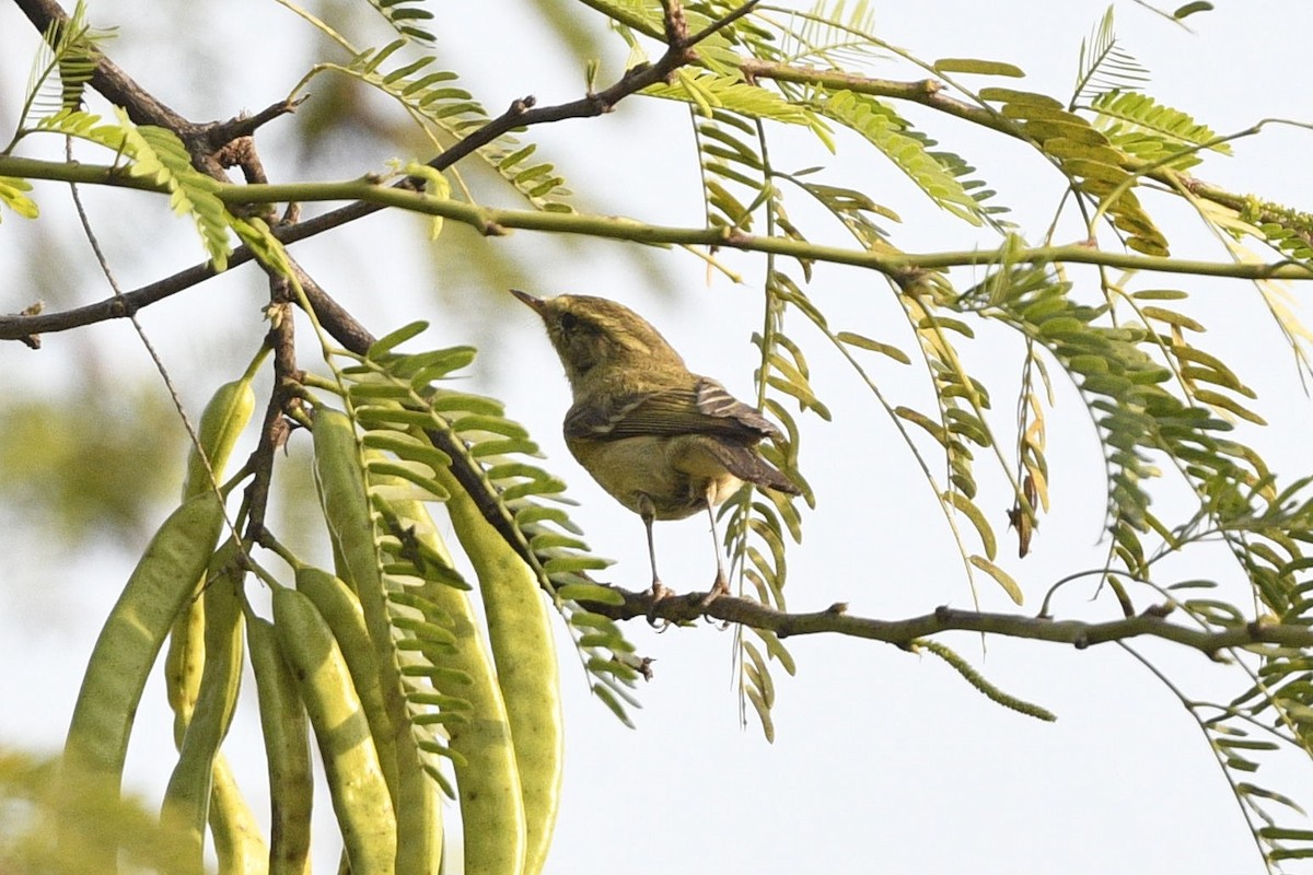Brooks's Leaf Warbler - ML639295333