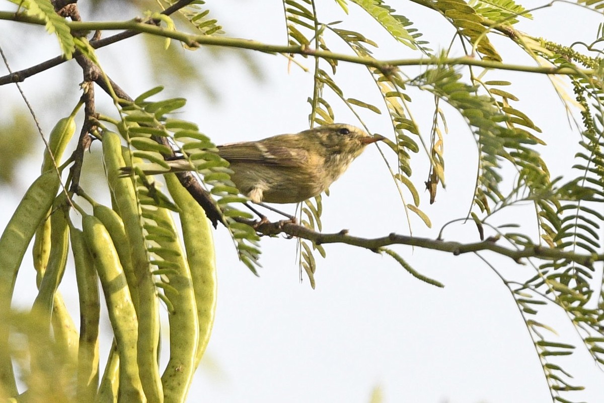 Brooks's Leaf Warbler - ML639295334