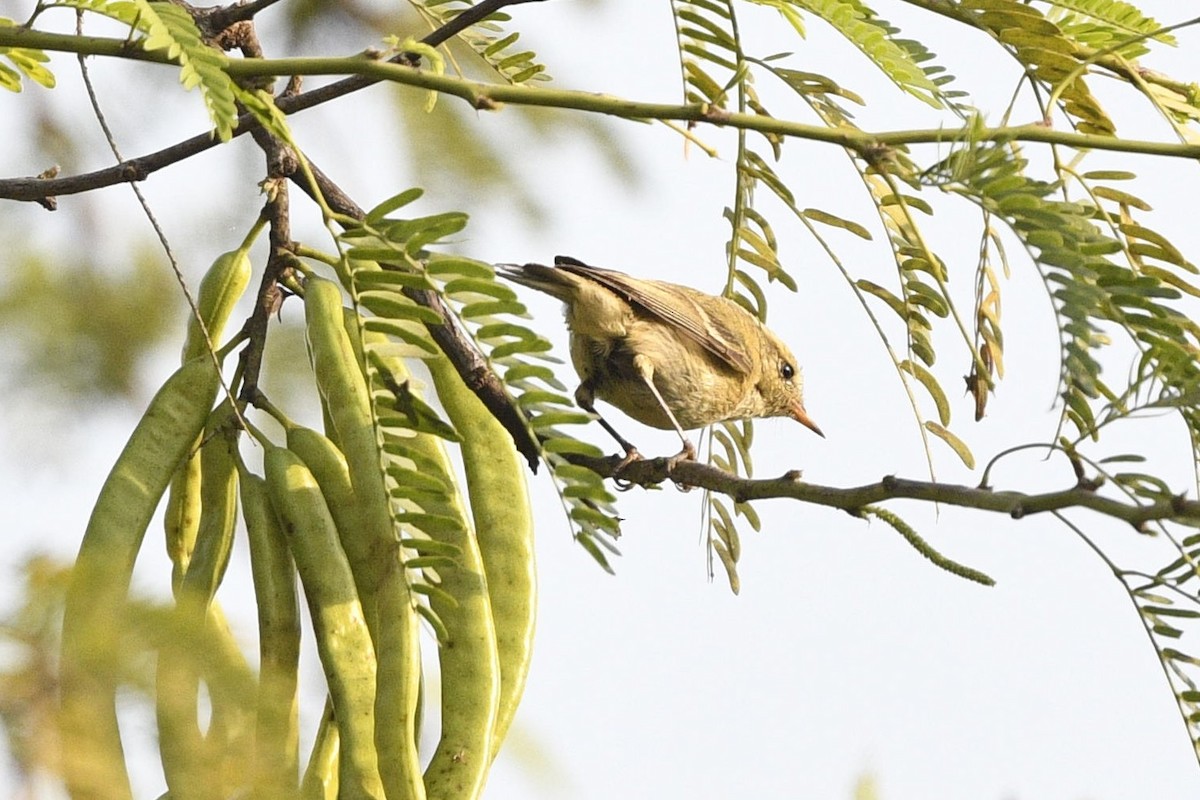 Brooks's Leaf Warbler - ML639295335