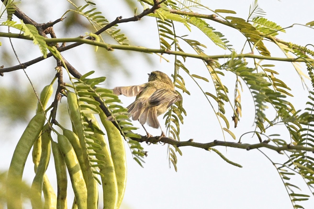 Brooks's Leaf Warbler - ML639295336