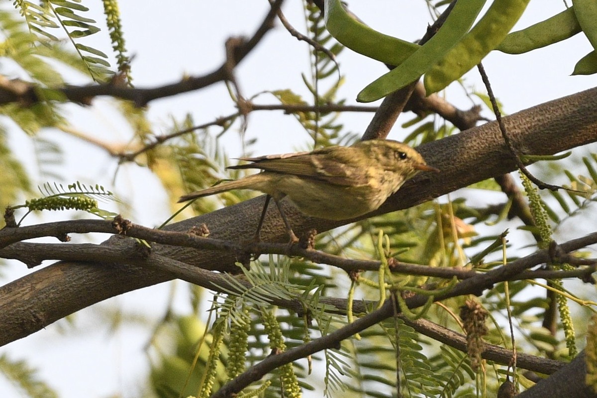 Brooks's Leaf Warbler - ML639295337