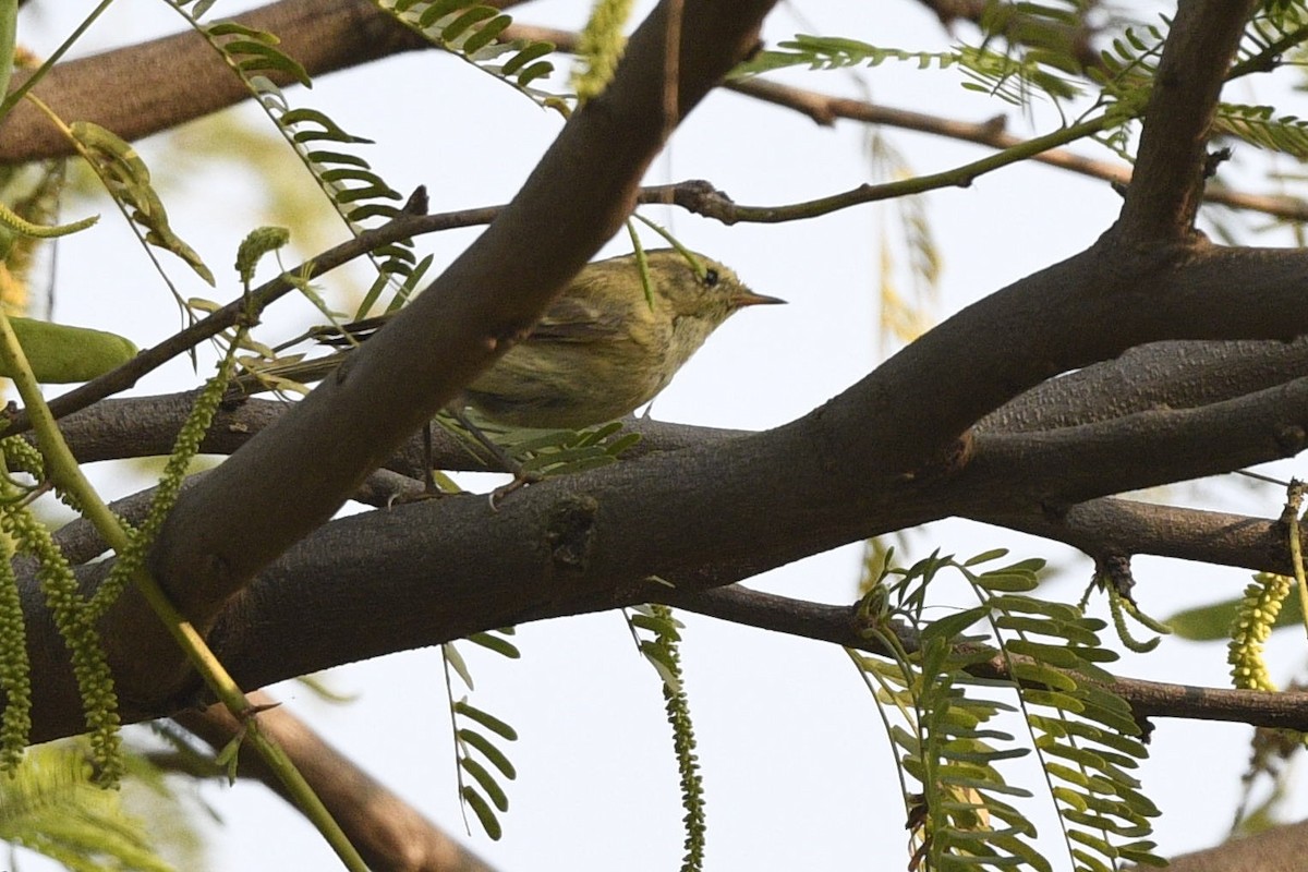 Brooks's Leaf Warbler - ML639295338