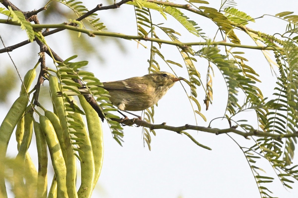 Brooks's Leaf Warbler - ML639295339