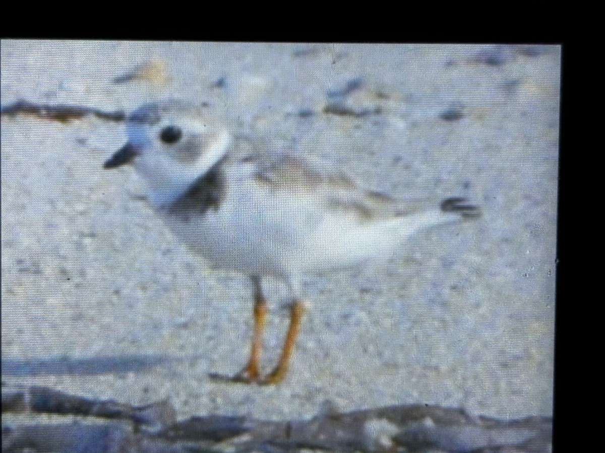 Piping Plover - ML639295358