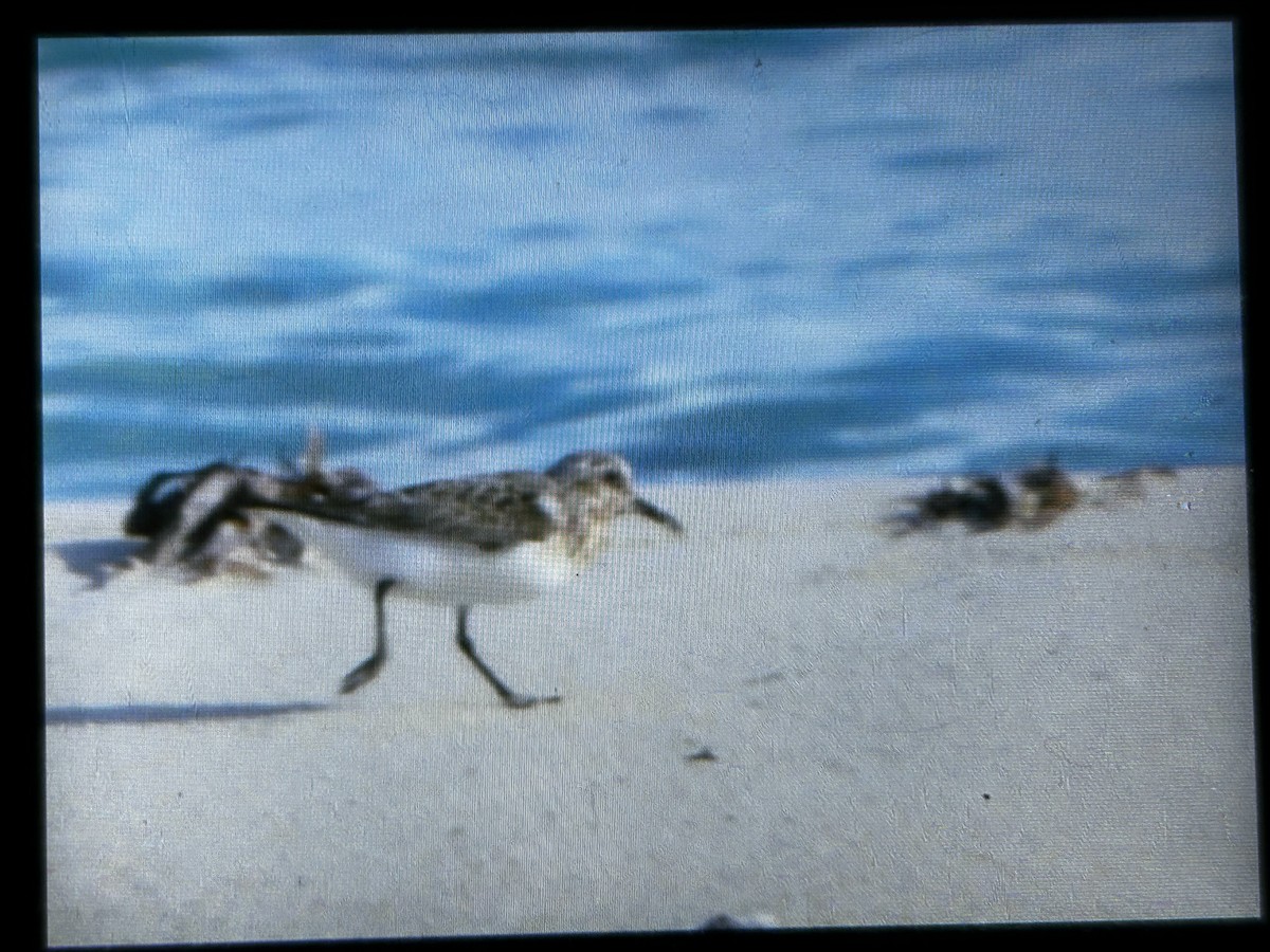 Sanderling - ML639295363