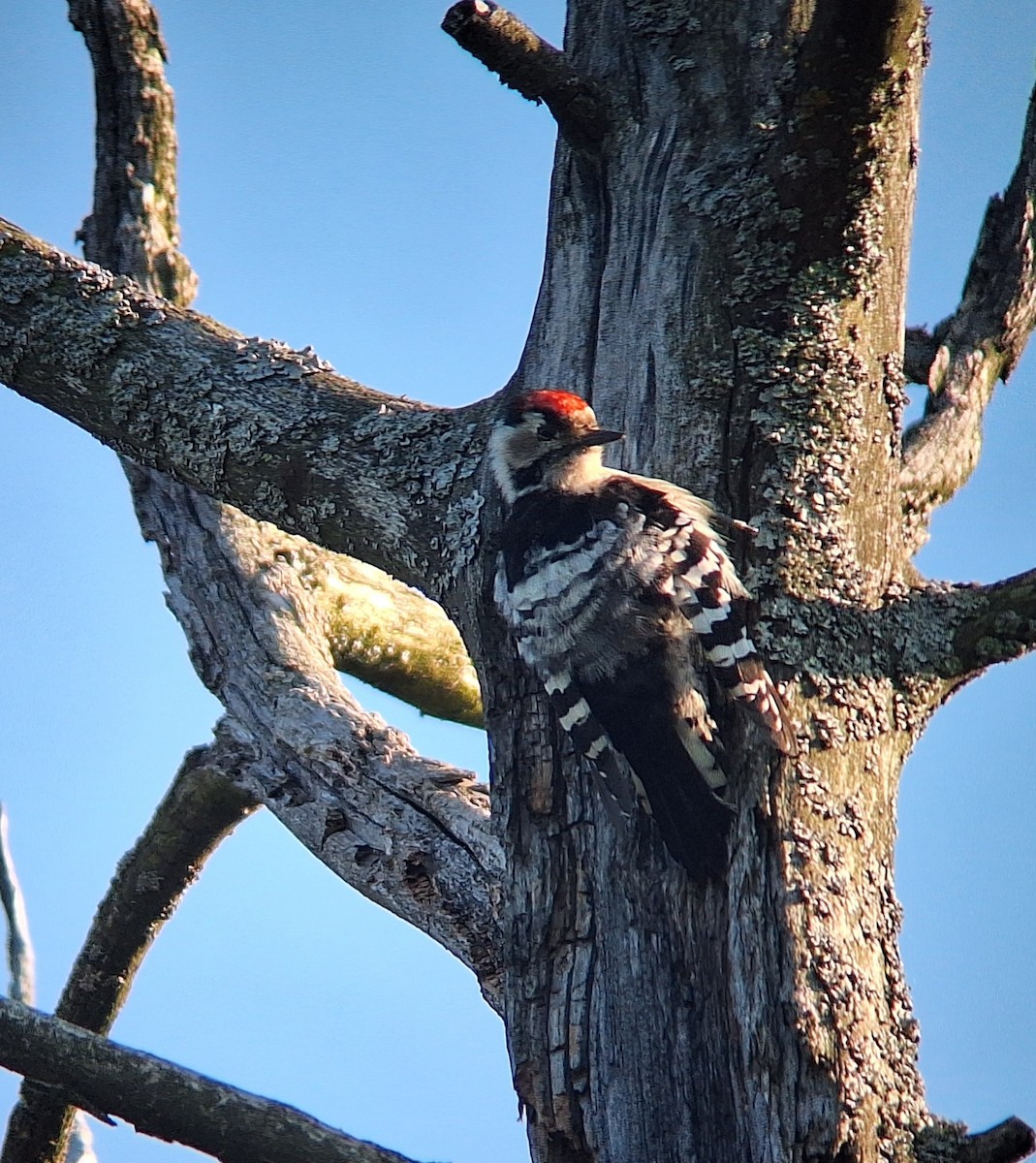 Lesser Spotted Woodpecker - ML639295389
