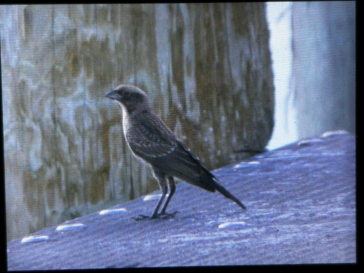 Brown-headed Cowbird - ML639295409