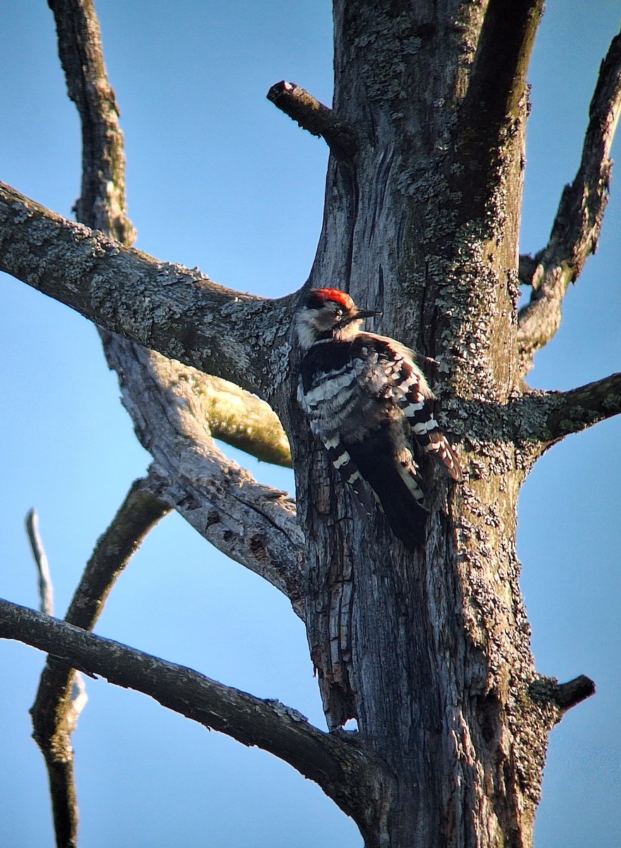 Lesser Spotted Woodpecker - ML639295423