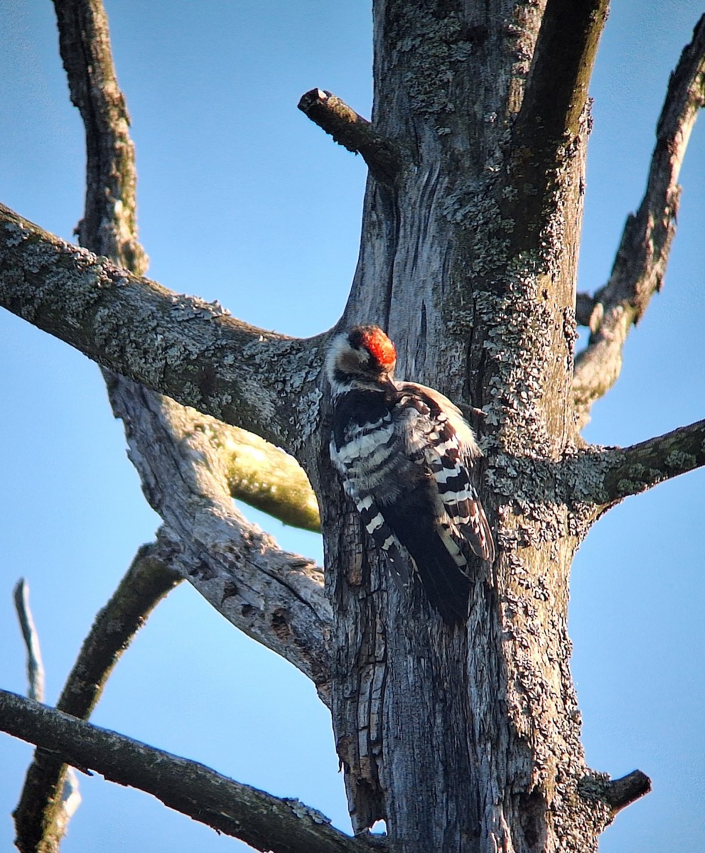 Lesser Spotted Woodpecker - ML639295453