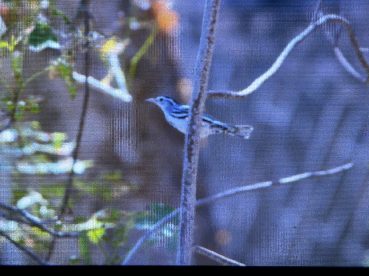 Black-and-white Warbler - ML639295467