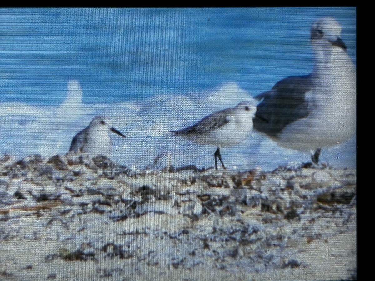 Sanderling - ML639295490