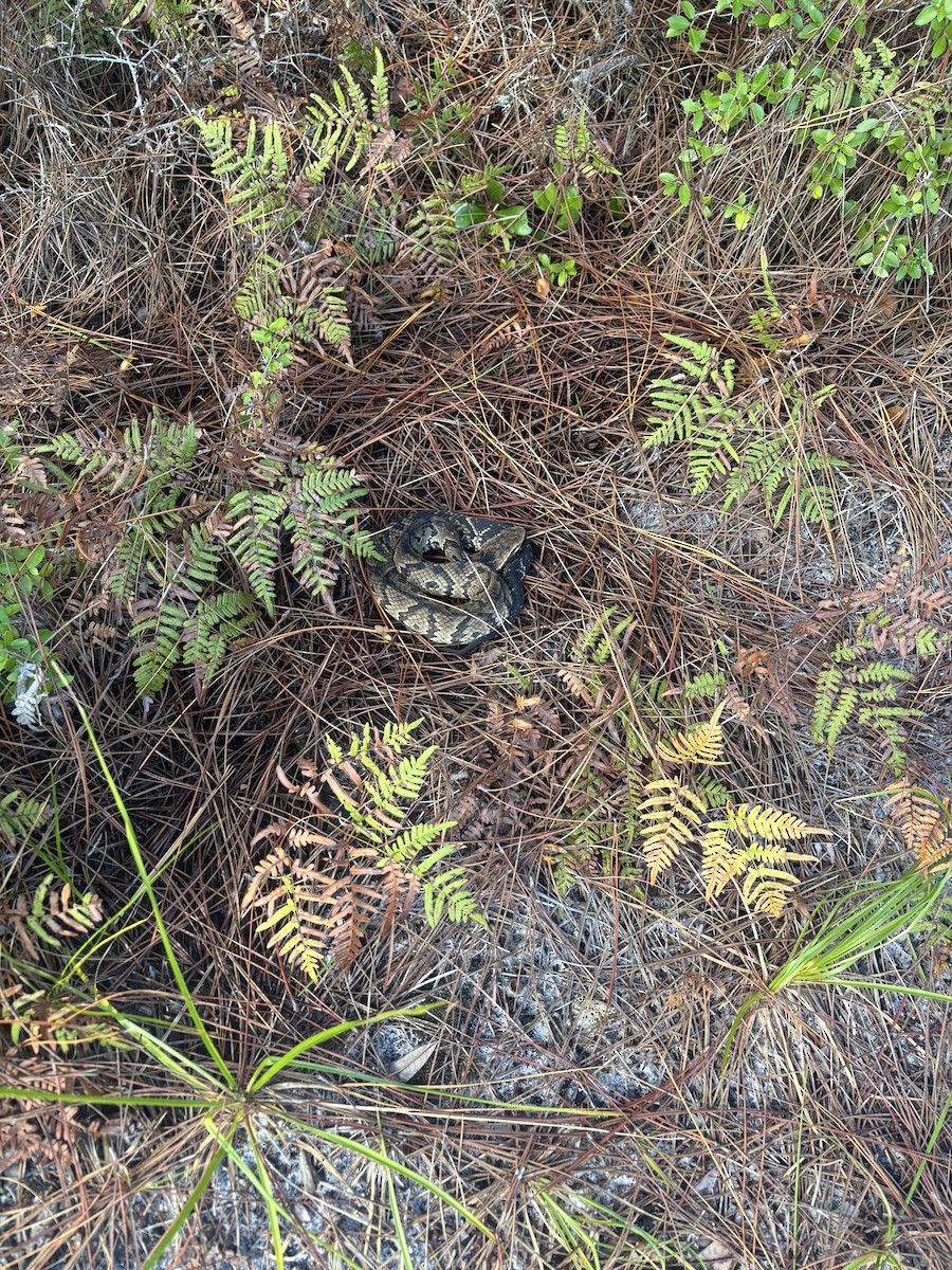 Timber Rattlesnake - ML639295616