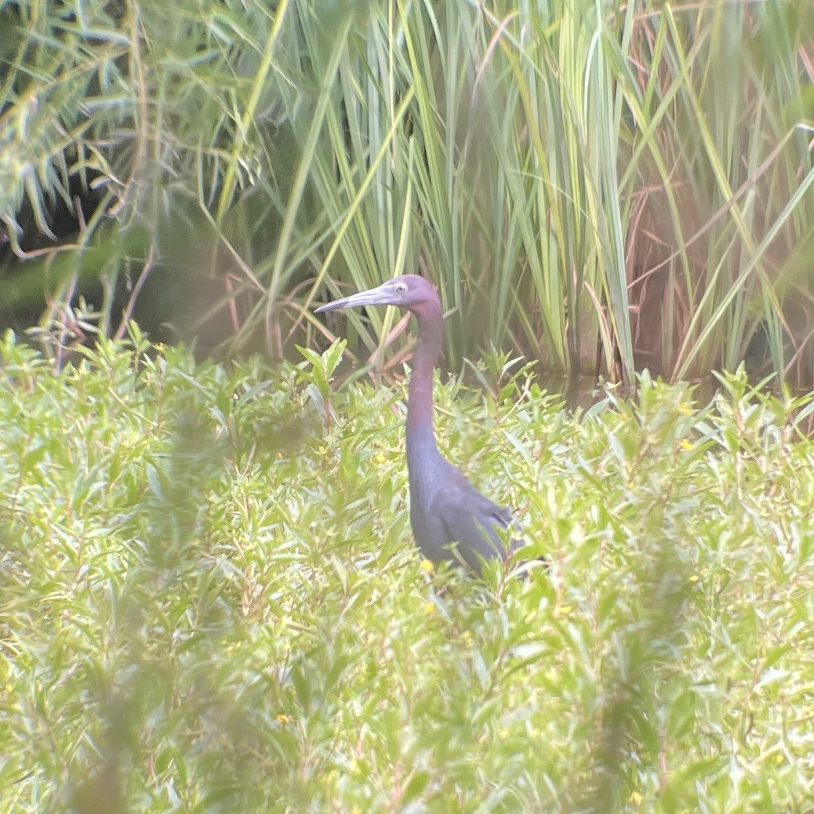 Little Blue Heron - ML639295637