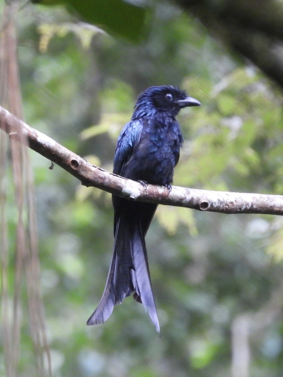 Sri Lanka Drongo - ML639295646