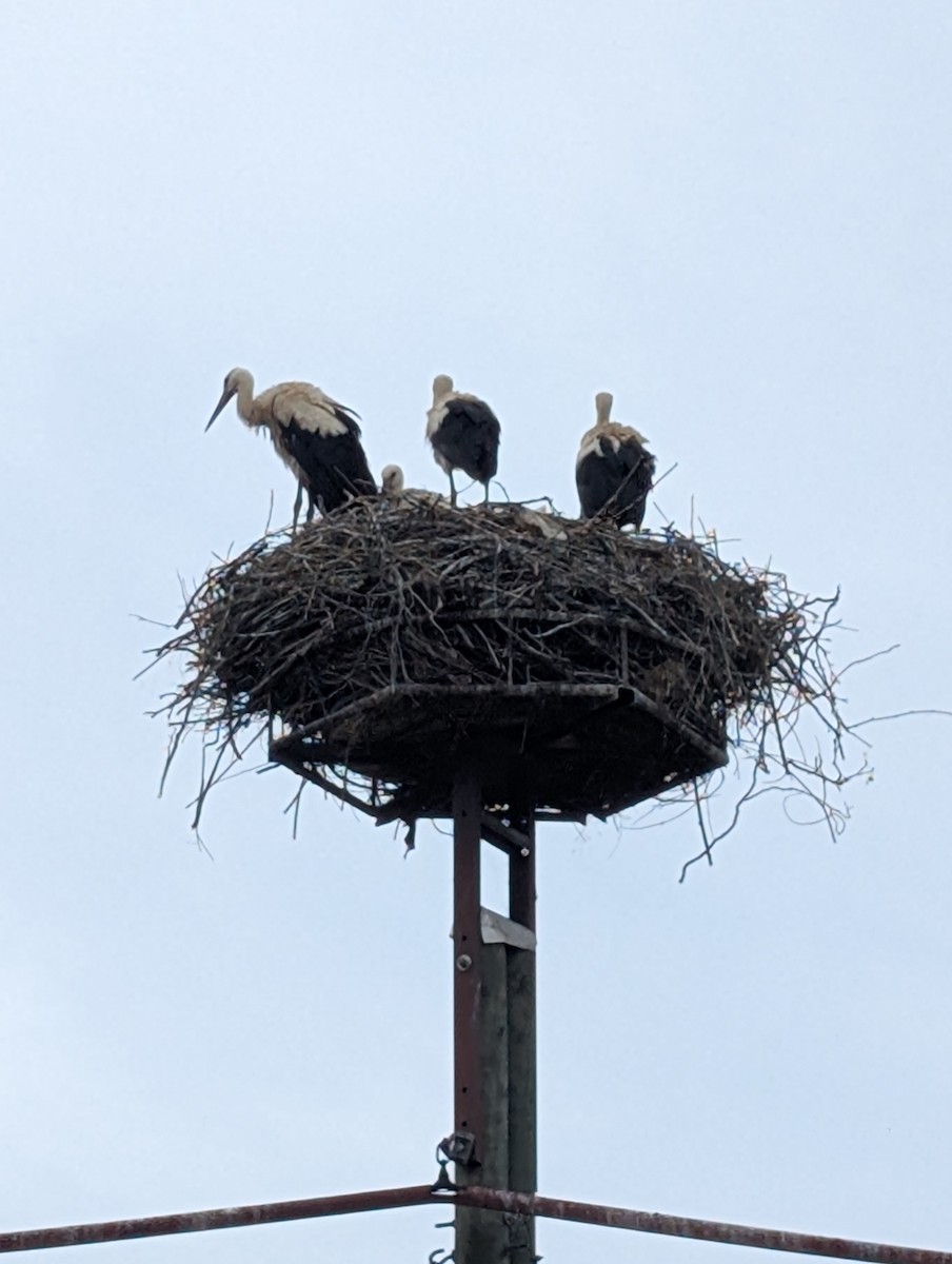 White Stork - ML639295663