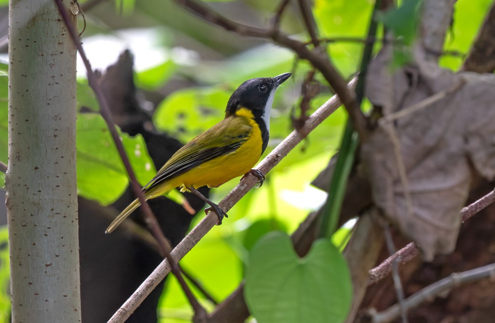 Vanuatu Whistler - ML639295767