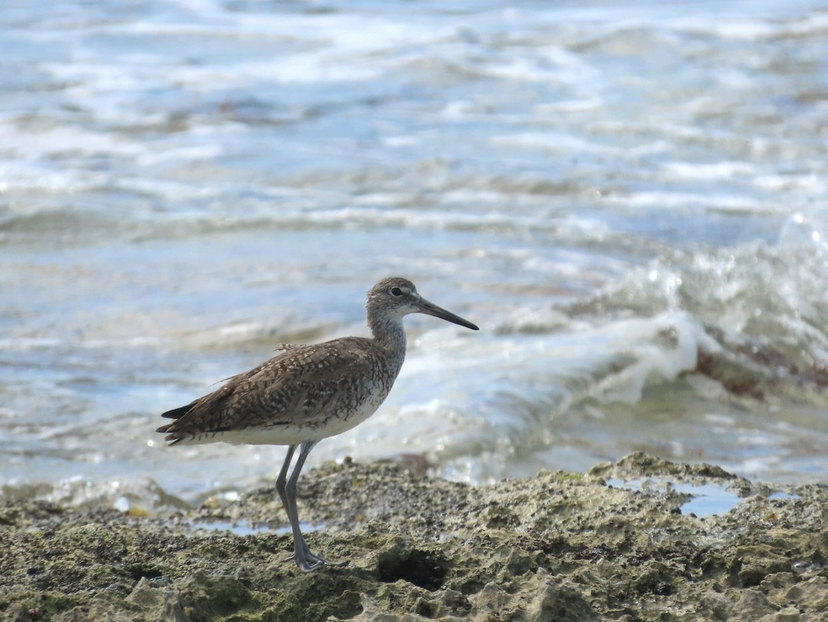 Willet - ML639295872
