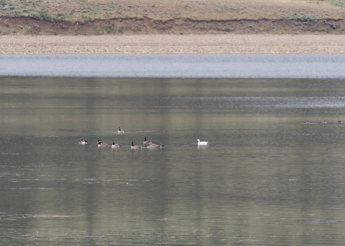 Snow Goose - ML639295883