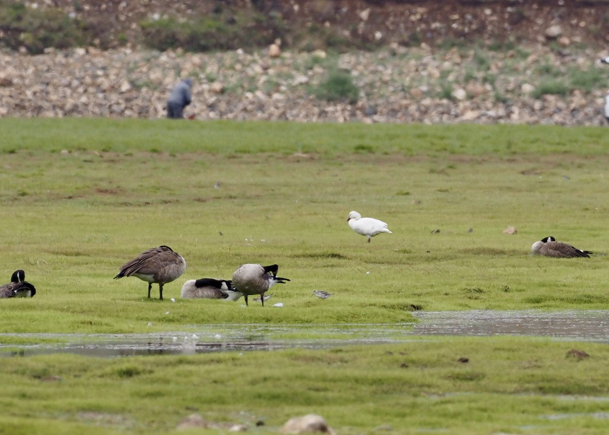 Snow Goose - ML639295884