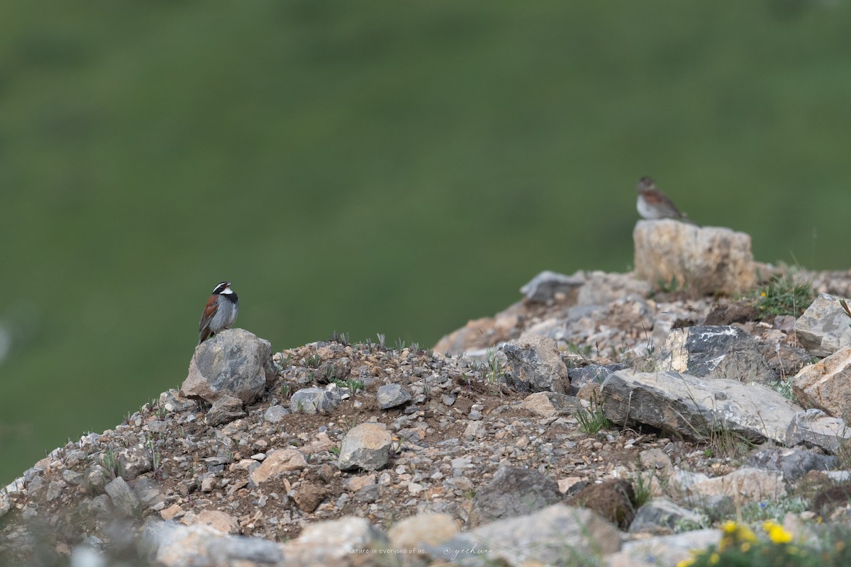 Tibetan Bunting - ML639295904