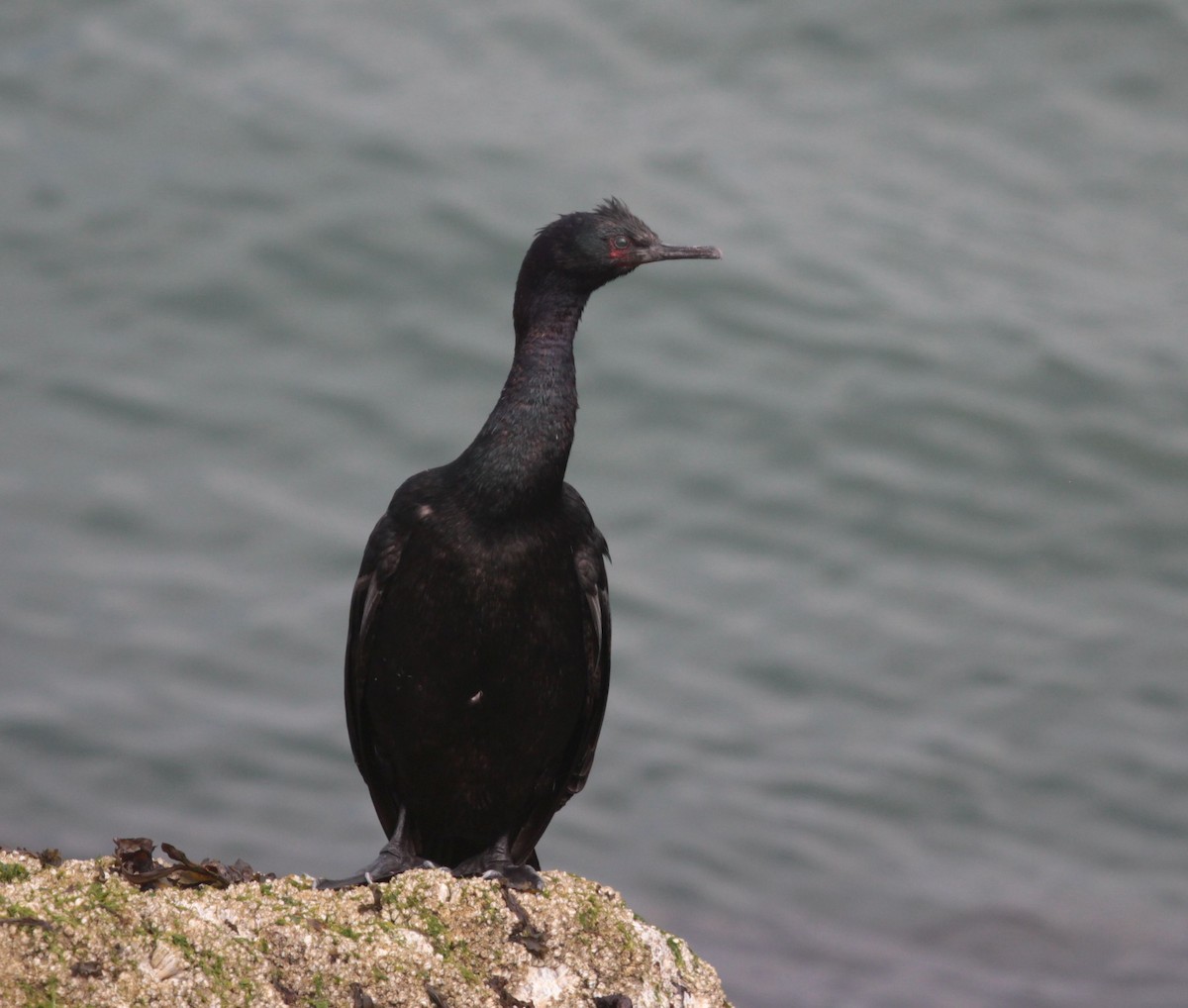 kormorán tichomořský - ML639295945