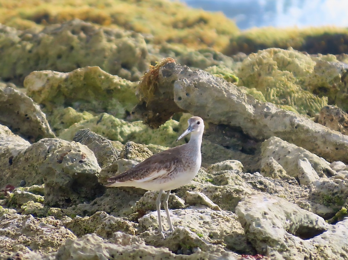 Willet - ML639295952